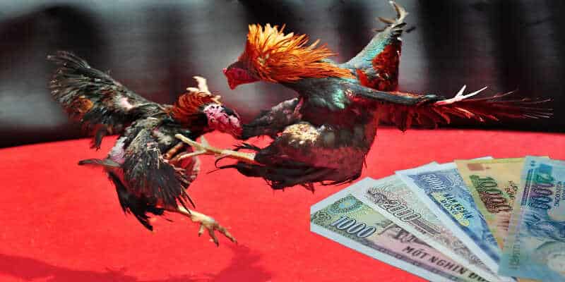 Ba hình thức cược phổ biến trong đá gà mạng