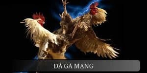 Đá Gà Mạng - Trải Nghiệm Kịch Tính, Cá Cược Hấp Dẫn 2025