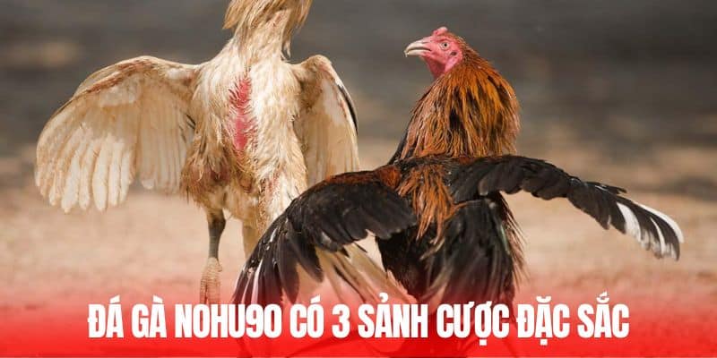 Đá gà Nohu90 có 3 sảnh cược đặc sắc