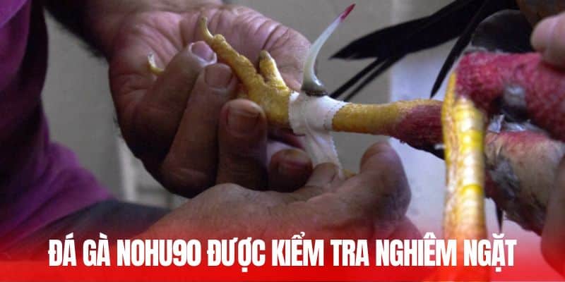 Đá gà Nohu90 được kiểm tra nghiêm ngặt