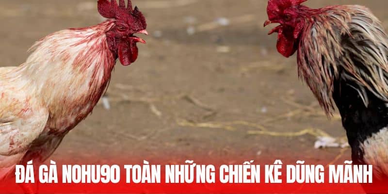 Đá gà Nohu90 toàn những chiến kê dũng mãnh