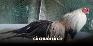 Gà Chuối Là Gì? Tìm Hiểu Nguồn Gốc Và Cách Chăm Sóc