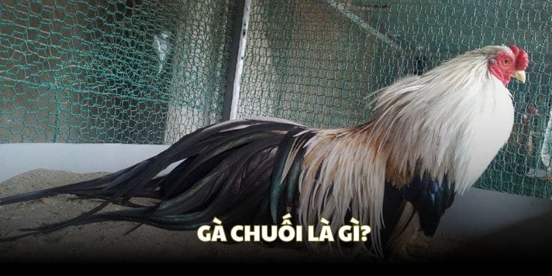 Gà Chuối Là Gì? Tìm Hiểu Nguồn Gốc Và Cách Chăm Sóc