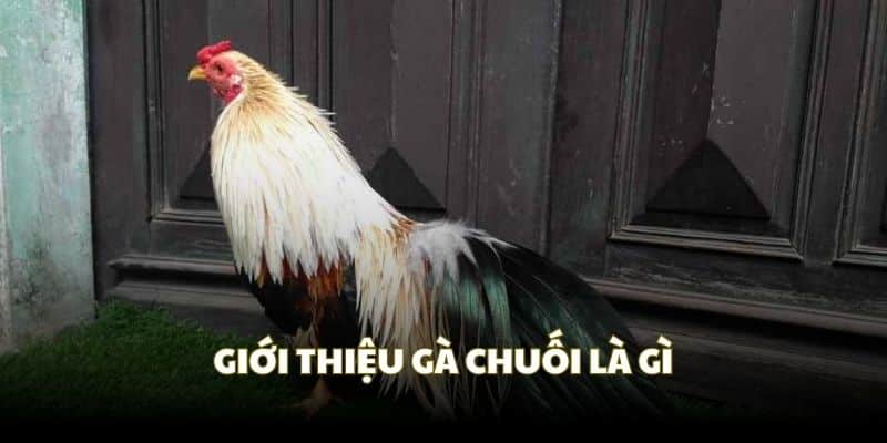Tìm hiểu thông tin chung về gà chuối là gì