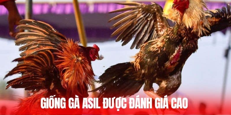 Giống gà Asil được đánh giá cao 