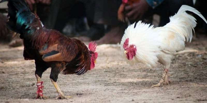 Tìm hiểu kỹ về chiến kê thi đấu