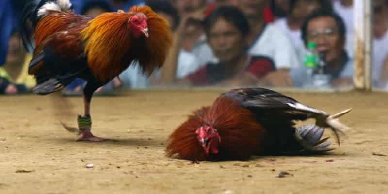 Luật chơi cơ bản của đá gà trực tiếp cựa dao 