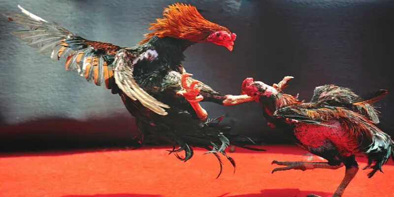 Lưu ý để chơi đá gà mạng an toàn, cược thông minh