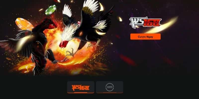 Sảnh đá gà mang đến màn tranh tài từ chiến kê bất bại